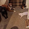 dog, cat, carpet, living_room, couch, pillows, blanket, window, door, pet_tunnel, animal, indoor, resting, furniture, playful, brown_dog, black_dog, calico_cat, white_cat, relaxed