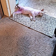 Casper is registered to the contest to win money with this photo: cat, indoor, carpet, rug, tile_floor, door, sleeping, pet, animal, relaxed, resting, home, floor, small_rug, quiet, cozy, domestic, feline, light, shadow