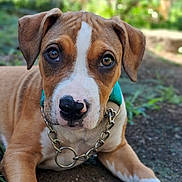 Hailey joined the competition — help win amazing prizes! animal, background_blur, brown, chain, closeup, collar, cute, dirt, dog, ears, face, grass, nature, outdoor, paw, pet, portrait, puppy, white, young_dog