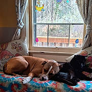 Hailey joined the competition — help win amazing prizes! dog, cat, indoor, window, curtains, cushions, blanket, easter, stickers, resting, snuggling, pets, animal, friendship, cozy, colorful, furniture, decor, text_overlay, sleeping