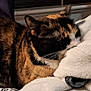 animal, bedroom, blanket, calico, cat, closeup, comfort, cozy, curtain, domestic_animal, fluffy, fur, indoor, night, pet, resting, sleeping, soft, whiskers, window