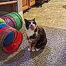 Mac is registered to the contest to win money with this photo: cat, calico, ball, toy, carpet, play_tunnel, indoor, pet, animal, curious, colorful, feline, wooden_cabinet, tile_floor, home, domestic, mammal, whiskers, playful, sitting