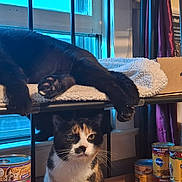 Mac joined the competition — help win amazing prizes! cat, black_cat, calico_cat, indoor, window, blanket, shelf, canned_food, pet_food, relaxing, sleeping, curious, feline, household_items, curtain, box, metal_shelf, calm, domestic_animal, pet
