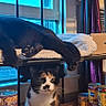 cat, black_cat, calico_cat, indoor, window, blanket, shelf, canned_food, pet_food, relaxing, sleeping, curious, feline, household_items, curtain, box, metal_shelf, calm, domestic_animal, pet