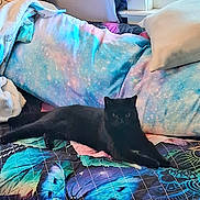 Lucky is registered to the contest to win money with this photo: animal, bedspread, black_cat, blanket, butterfly_pattern, cat, colorful, cozy, domestic, fabric, feline, home, indoor, pet, pillow, quilt, relaxed, resting, soft, window