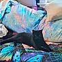 animal, bedspread, black_cat, blanket, butterfly_pattern, cat, colorful, cozy, domestic, fabric, feline, home, indoor, pet, pillow, quilt, relaxed, resting, soft, window