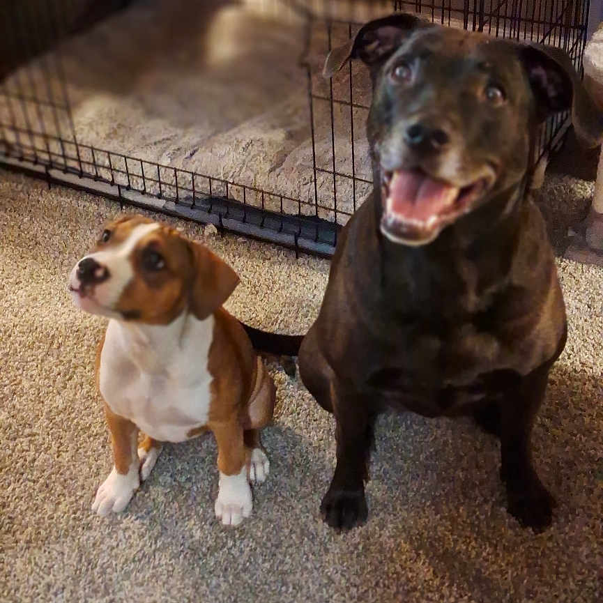 Lily is registered to the contest to win money with this photo: animal, black_dog, blanket, brown_dog, canine, carpet, companion, crate, cute, dog, domestic, ears, floor, fur, indoor, looking_up, pet, puppy, sitting, tail