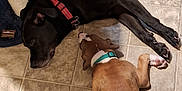 Lily joined the competition — help win amazing prizes! animal, barefoot, black_dog, brown_dog, calm, collar, companions, dog, floor, furniture, home, indoor, pet, puppy, quiet, relaxing, resting, scratching_post, sleeping, tile_floor