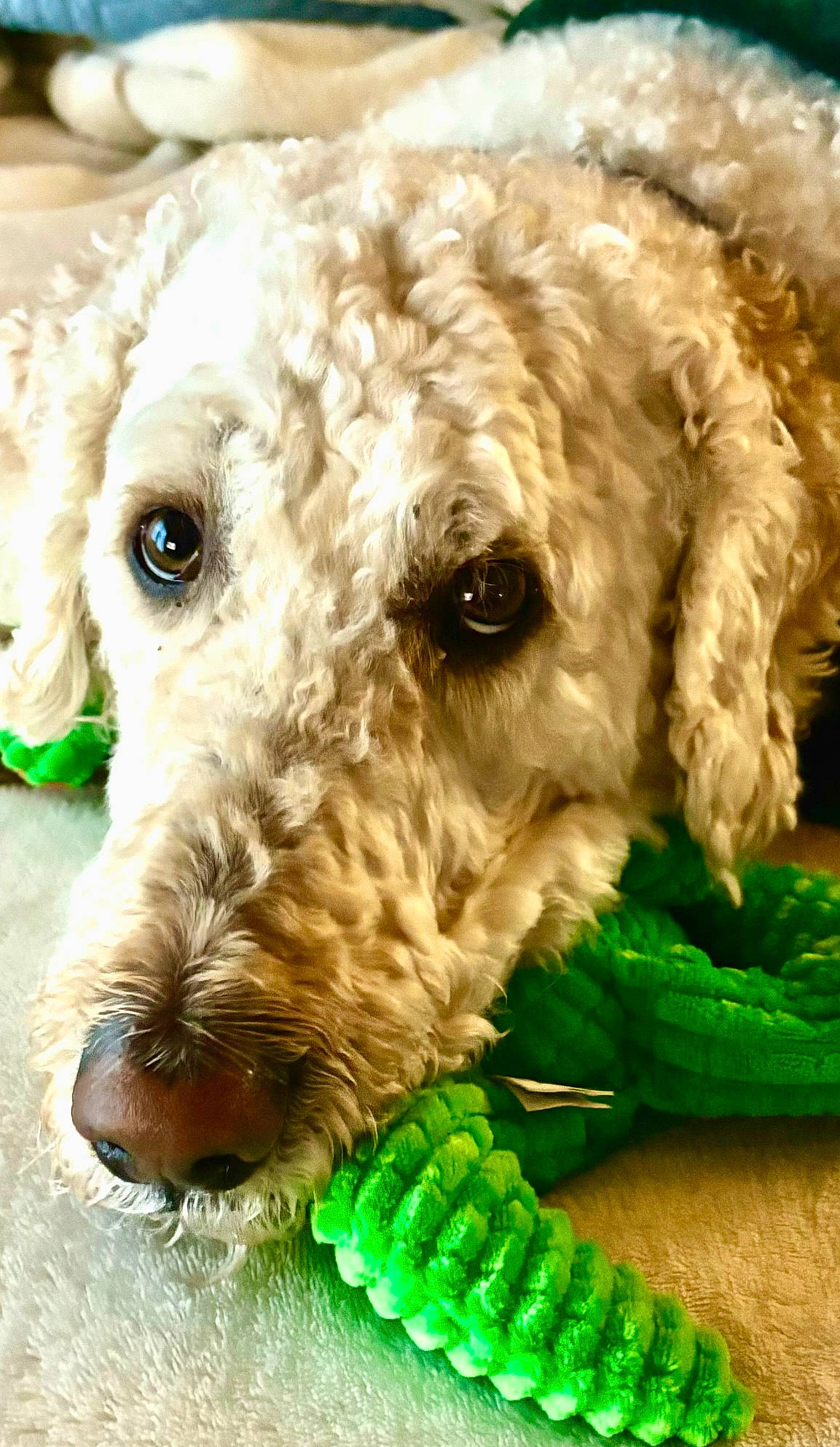 Barney joined the competition — help win amazing prizes! canidae, carnivore, circle, companion_dog, dog, dog_breed, dog_collar, dog_supply, fur, grass, mammal, non_sporting_group, snout, sporting_group, terrestrial_animal, terrier, toy_dog, water_dog, welsh_terrier, working_animal