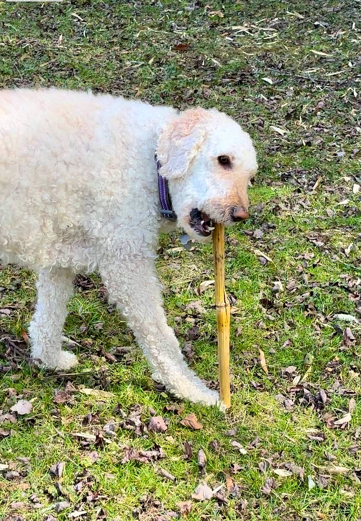 Barney is registered to the contest to win money with this photo: canidae, carnivore, companion_dog, dog, dog_breed, fawn, fur, grass, grassland, plant, poodle, sheep, shrub, snout, sporting_group, tail, terrestrial_animal, terrier, toy_dog, working_animal