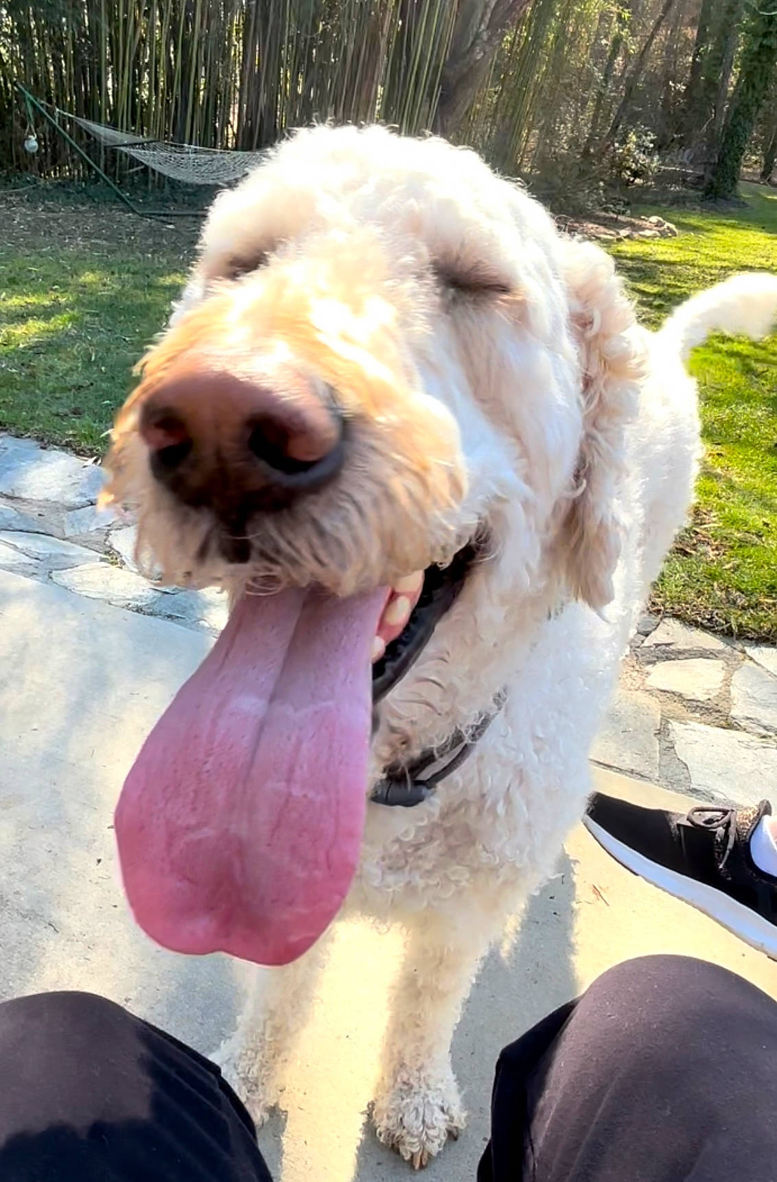 Barney joined the competition — help win amazing prizes! briquet_griffon_vendeen, canidae, carnivore, companion_dog, dog, dog_breed, dog_collar, dog_supply, fawn, fur, labradoodle, leash, plant, poodle_crossbreed, snout, sporting_group, terrier, wire_hair_fox_terrier, working_animal