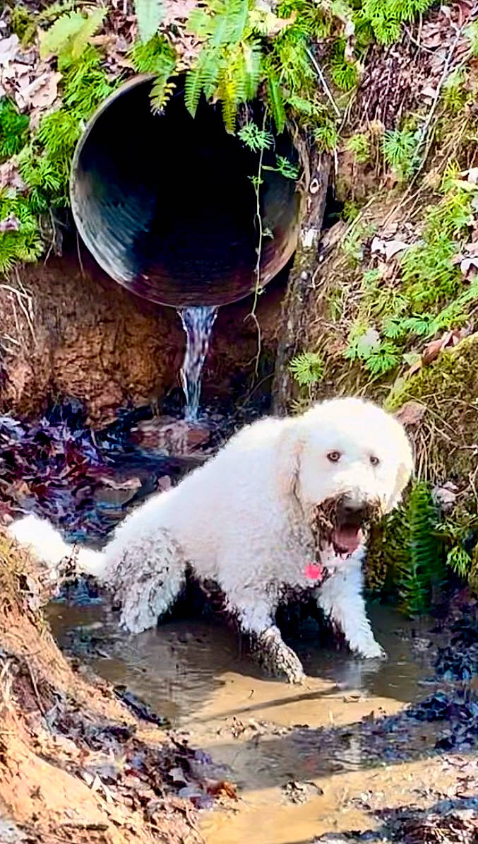 Barney joined the competition — help win amazing prizes! canidae, carnivore, circle, companion_dog, dog, dog_breed, dog_collar, grass, labradoodle, non_sporting_group, plant, shrub, soil, sporting_group, terrestrial_plant, terrier, toy_dog, water, water_dog, working_animal