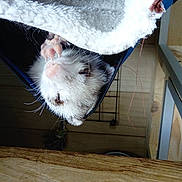 Neige a rejoint le concours — aidez-le/la à gagner de superbes lots ! cat, cat_like_mammal, fur, small_to_medium_sized_cats, snout, whiskers