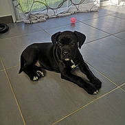 Ouna a rejoint le concours — aidez-le/la à gagner de superbes lots ! bandog, borador, cane_corso, carnivoran, dog, dog_breed, dog_breed_group, dog_like_mammal, guard_dog, mammal, patterdale_terrier, snout, sporting_group