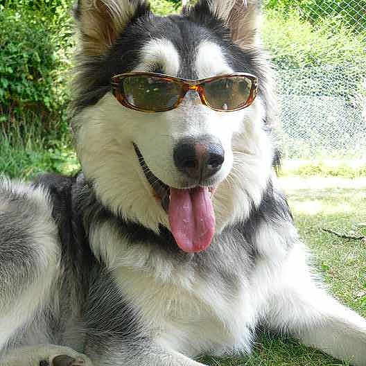 Laïka