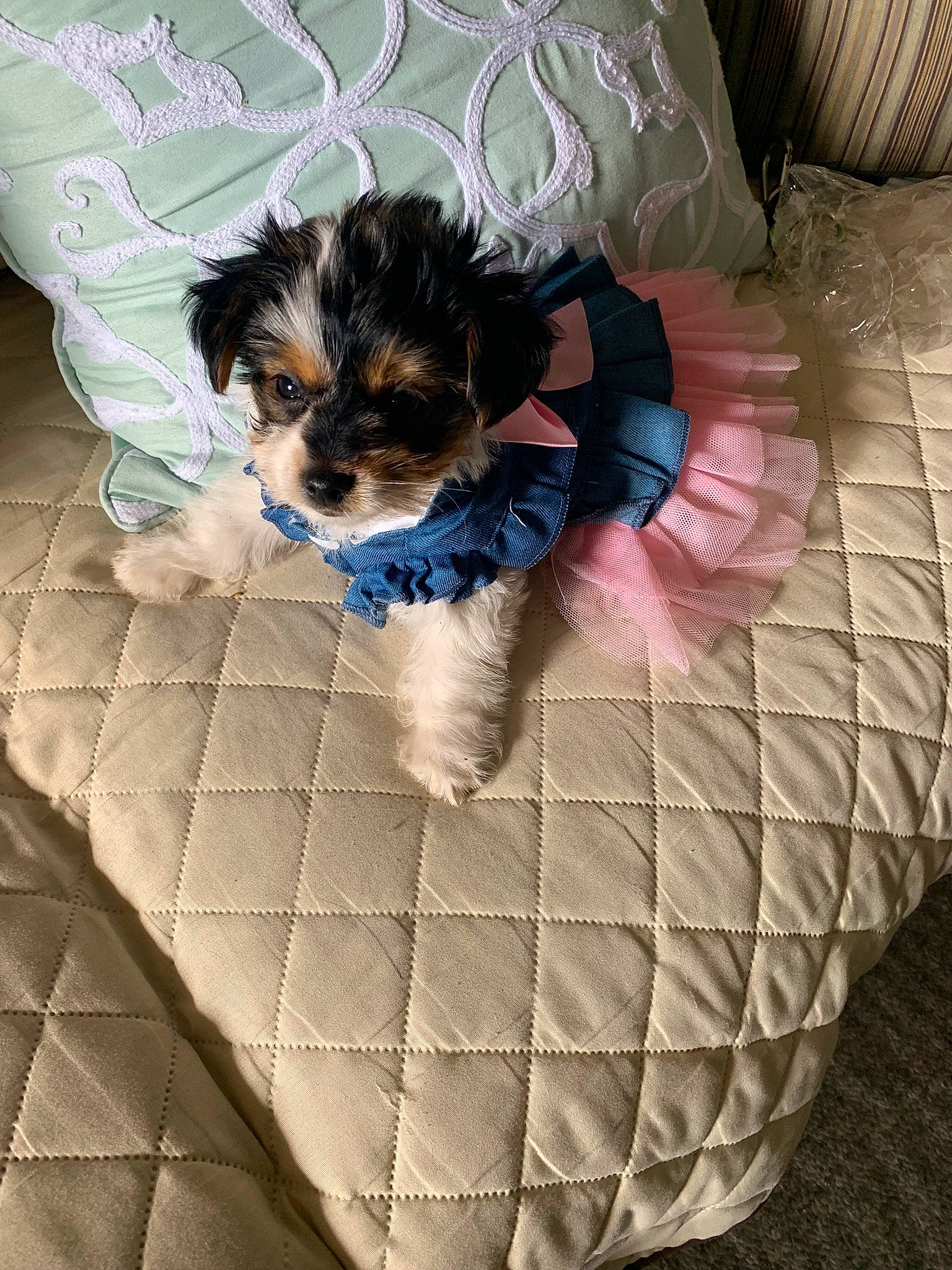 Bellamia joined the competition — help win amazing prizes! carnivore, comfort, companion_dog, couch, dog, dog_bed, dog_breed, dog_clothes, dog_supply, fawn, felidae, fur, liver, small_terrier, snout, sporting_group, tail, terrier, toy_dog, working_animal