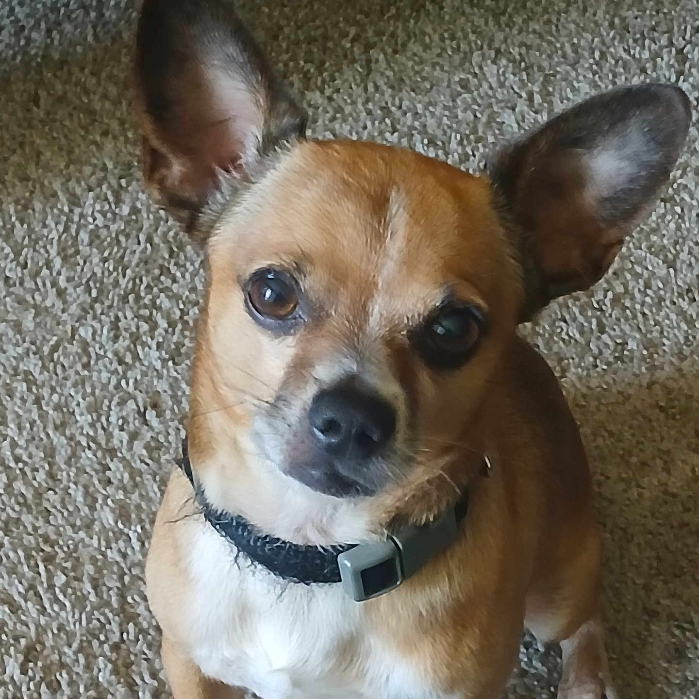 Sucio is registered to the contest to win money with this photo: alert, animal, black_nose, brown_fur, canine, carpet, collar, companion, cute, dog, domestic_animal, ears, friendly, fur, indoor, looking_up, mammal, pet, small_dog, whiskers