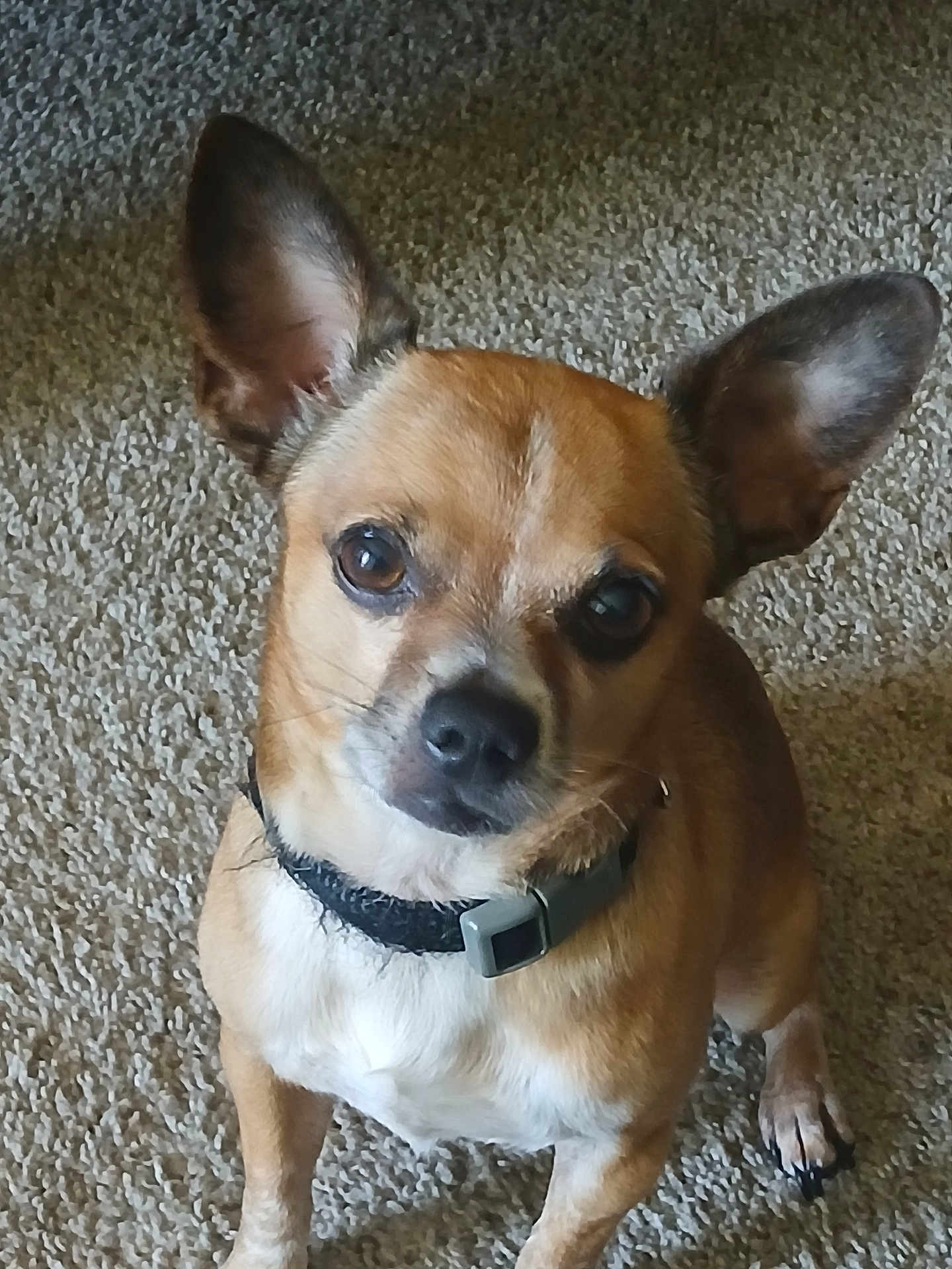 Sucio is registered to the contest to win money with this photo: alert, animal, black_nose, brown_fur, canine, carpet, collar, companion, cute, dog, domestic_animal, ears, friendly, fur, indoor, looking_up, mammal, pet, small_dog, whiskers