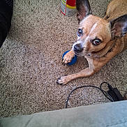 Sucio joined the competition — help win amazing prizes! animal, blue_ball, cable, can, carpet, couch, curious, dog, ears, eyes, floor, foot, furniture, indoor, looking_up, paw, pet, small_dog, spray_can, tan_dog