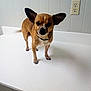 animal, brown_dog, closeup, collar, companion, countertop, curious, cute, dog, domestic_animal, ears, electrical_outlet, indoor, looking, pet, portrait, small_dog, standing, wall, white_surface