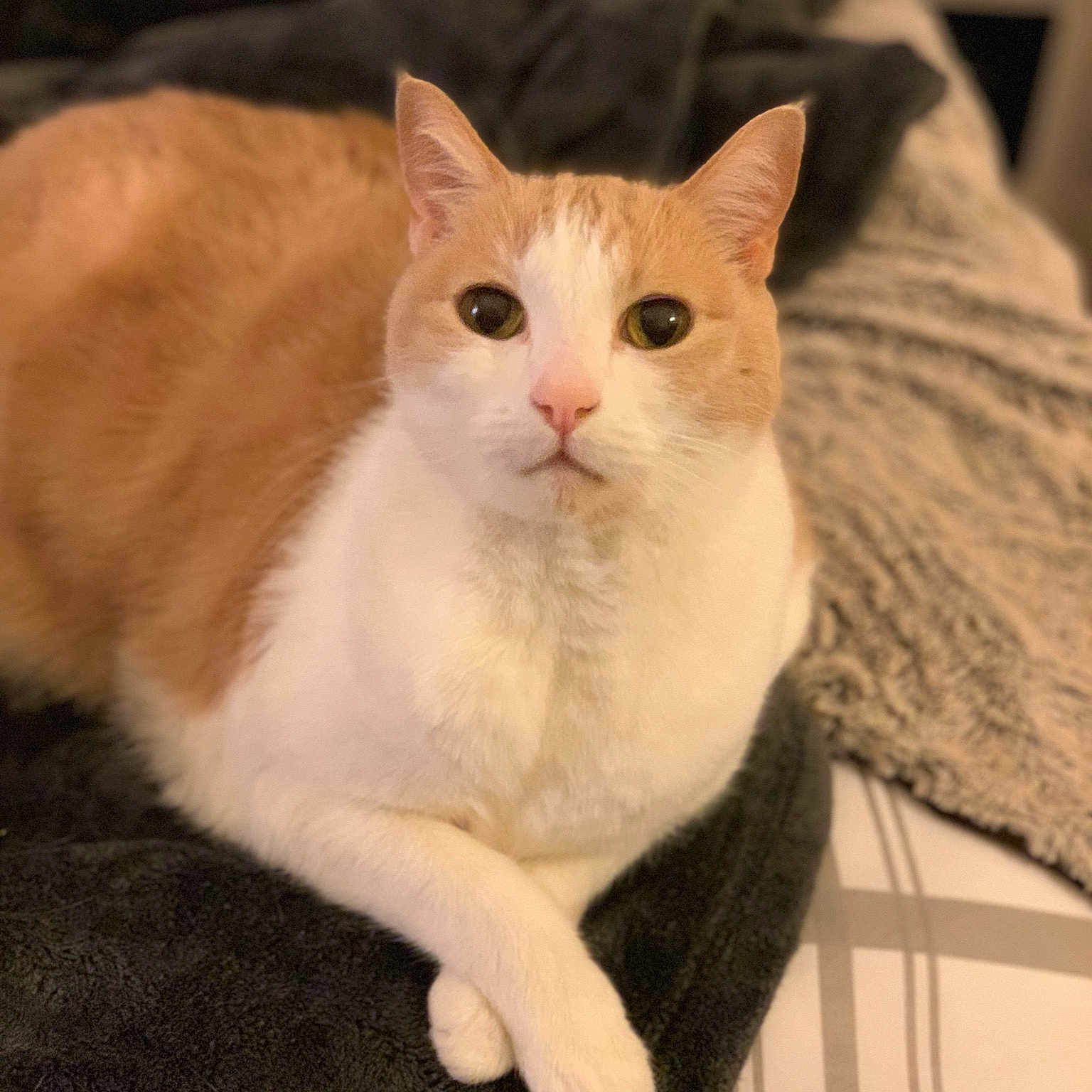 Trix joined the competition — help win amazing prizes! aegean_cat, american_wirehair, cat, cat_like_mammal, domestic_short_haired_cat, european_shorthair, fauna, fur, german_rex, japanese_bobtail, kitten, paw, small_to_medium_sized_cats, snout, turkish_van, whiskers