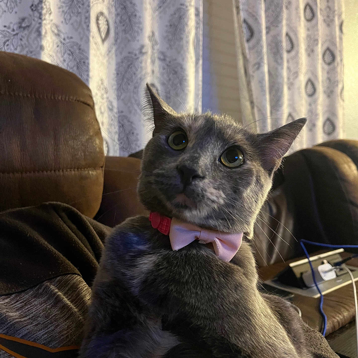 Gracie is registered to the contest to win money with this photo: animal, bow_tie, cat, close_up, couch, cozy, curtains, cute, domestic_animal, ears, furniture, gray_cat, indoor, lap, looking_up, person, pet, relaxed, whiskers, wide_eyes