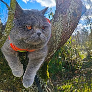 Kanao participe au concours pour gagner de l'argent avec cette photo : cat, grey_cat, moss, tree, bark, harness, outdoor, sunlight, blue_sky, clouds, amber_eyes, portrait, close_up, pet, mossy_tree, whiskers, paws, nature, daylight, bokeh