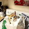 Oliver is registered to the contest to win money with this photo: animal, appliance, cat, christmas, close_up, curious, ginger_cat, home, indoors, kitten, laundry_room, looking_at_camera, pet, plastic_bag, portrait, santa, shopping_bag, tabby, washing_machine, white_fur