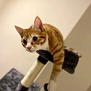 Oliver joined the competition — help win amazing prizes! animal, balancing, cat, cat_tree, ears, feline, fur, home_decor, indoors, orange_cat, pet, platform, scratching_post, sitting, standing, tabby, warm_lighting, whiskers, white_cat, wide_eyes