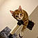Oliver