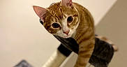 Oliver joined the competition — help win amazing prizes! animal, cat, climbing, curious, ears, feline, funny_pose, home, indoors, kitten, looking_at_camera, orange_tabby, paws, pet, playful, portrait, scratching_post, striped_fur, tabby, whiskers