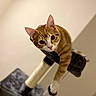 animal, cat, climbing, curious, ears, feline, funny_pose, home, indoors, kitten, looking_at_camera, orange_tabby, paws, pet, playful, portrait, scratching_post, striped_fur, tabby, whiskers