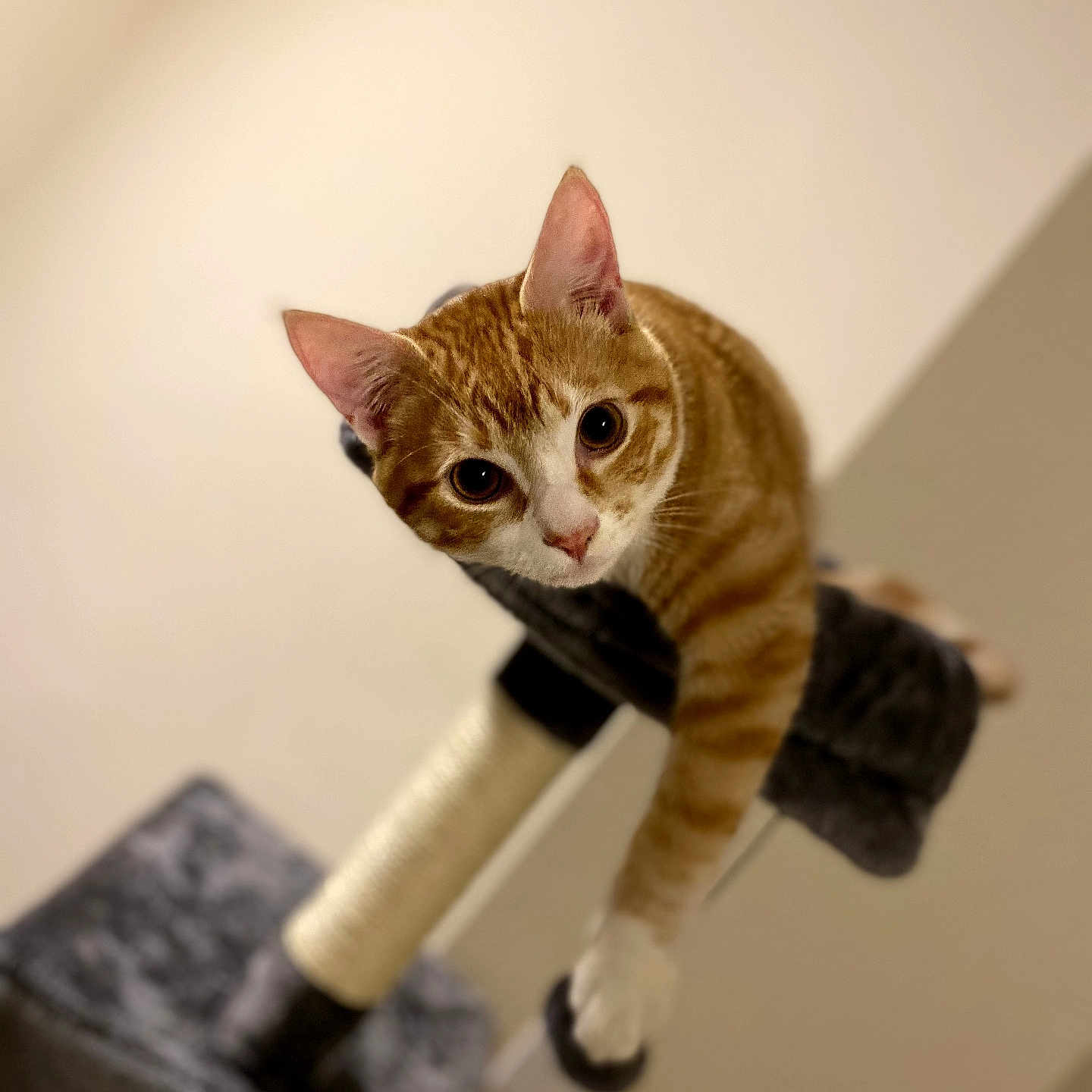 Oliver