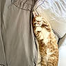 Oliver is registered to the contest to win money with this photo: animal, bed, bedding, belly_up, blanket, cat, cozy, funny_pose, indoors, lying_down, orange_cat, paw, pet, pillows, playful, portrait, relaxed, sleepy, tabby, white_chest