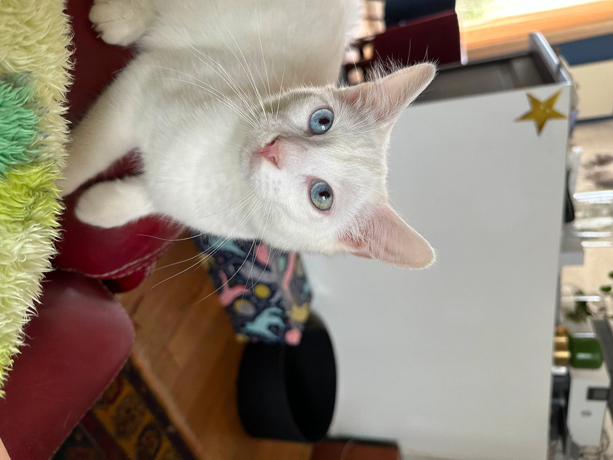 Tanuki a rejoint le concours — aidez-le/la à gagner de superbes lots ! carnivore, cat, collar, domestic_short_haired_cat, ear, fashion_accessory, fawn, felidae, fur, paw, small_to_medium_sized_cats, snout, tail, thai, whiskers