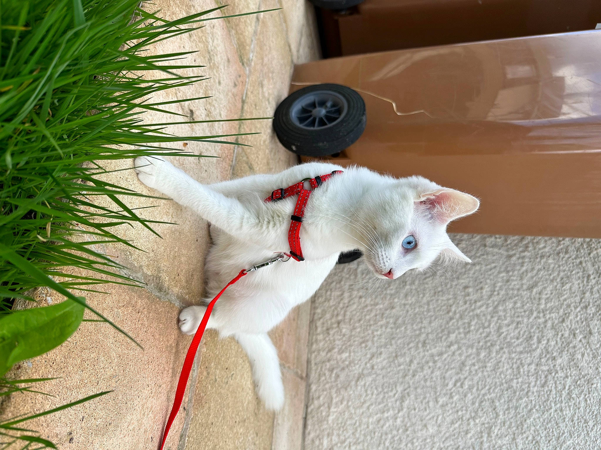 Tanuki a rejoint le concours — aidez-le/la à gagner de superbes lots ! carnivore, cat, collar, companion_dog, dog_breed, dog_collar, domestic_short_haired_cat, fawn, felidae, fur, grass, leash, paw, plant, small_to_medium_sized_cats, snout, sporting_group, tail, whiskers, wood