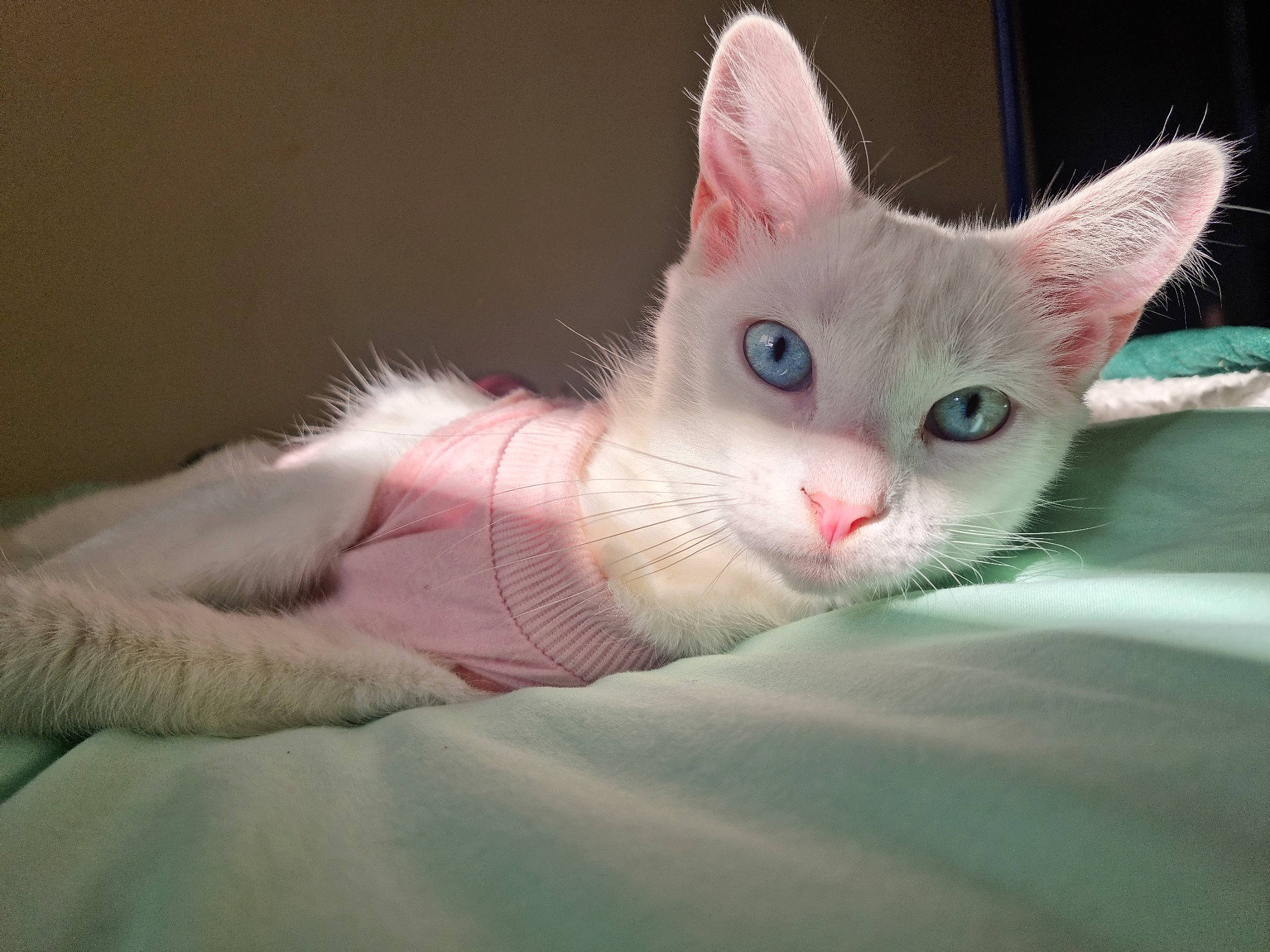 Tanuki participe au concours pour gagner de l'argent avec cette photo : bed, carnivore, cat, claw, comfort, domestic_short_haired_cat, eye, felidae, foot, fur, paw, small_to_medium_sized_cats, snout, tail, whiskers