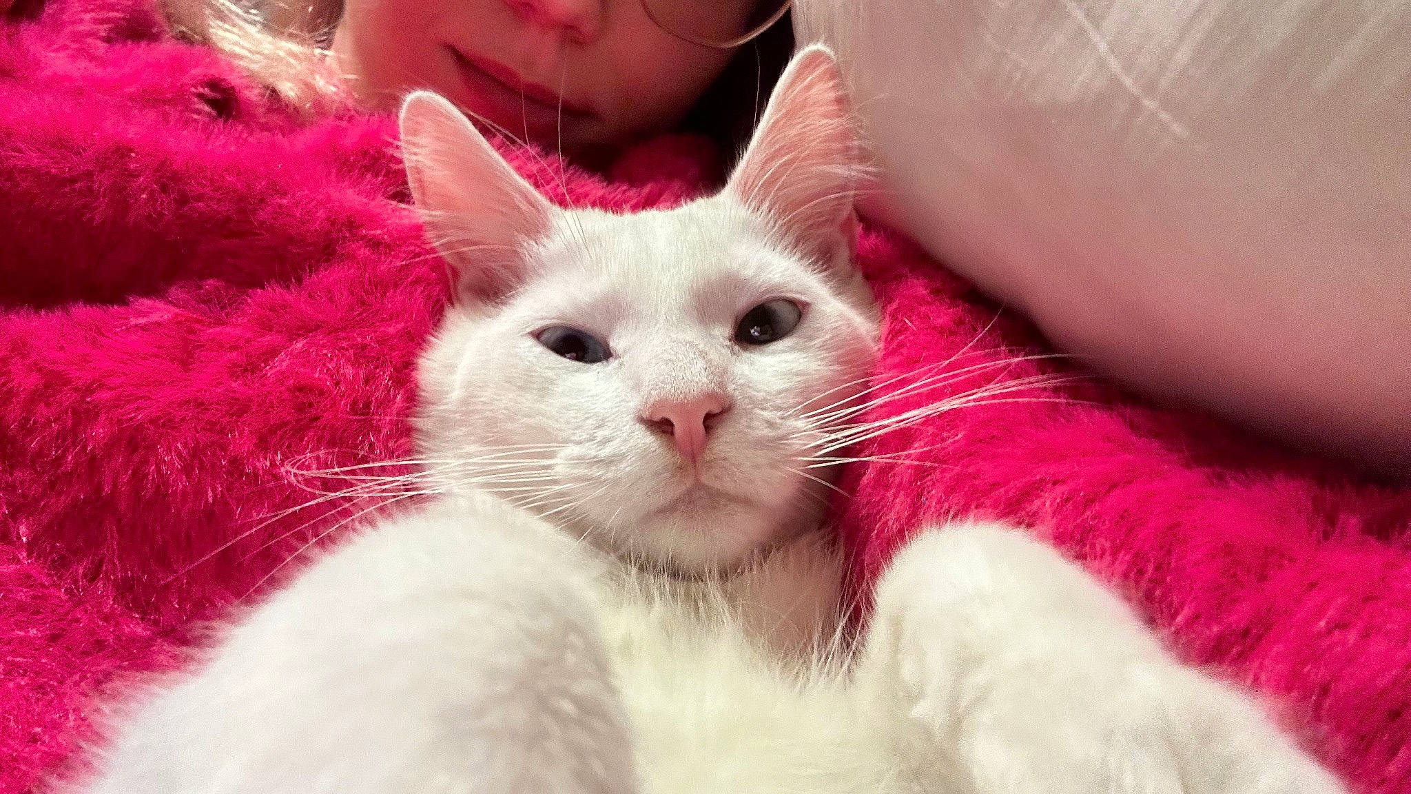 Tanuki participe au concours pour gagner de l'argent avec cette photo : carnivore, cat, comfort, felidae, fur, paw, pink, plant, small_to_medium_sized_cats, whiskers