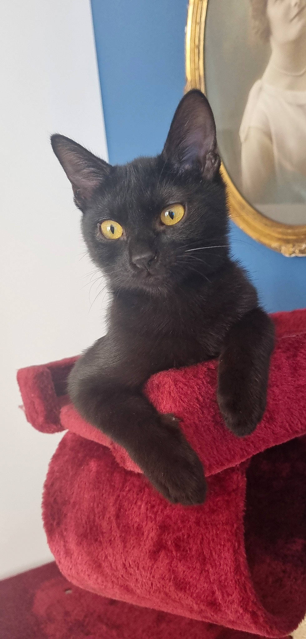 Volt participe au concours pour gagner de l'argent avec cette photo : black_cat, carnivore, cat, domestic_short_haired_cat, electric_blue, felidae, fur, small_to_medium_sized_cats, snout, tail, whiskers