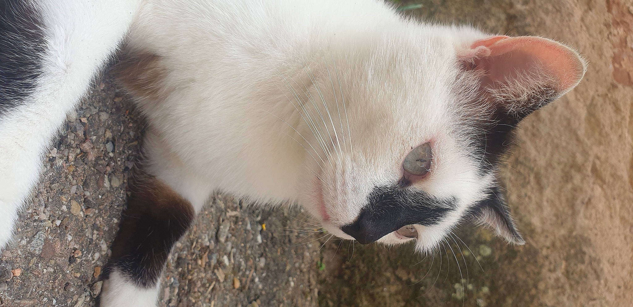 Simba a rejoint le concours — aidez-le/la à gagner de superbes lots ! balinese, carnivore, cat, cat_supply, claw, collar, domestic_short_haired_cat, fang, felidae, fur, mammal, nap, paw, small_to_medium_sized_cats, snout, tail, terrestrial_animal, thai, vertebrate, whiskers