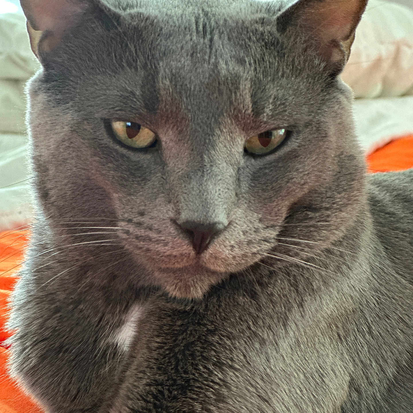 Loki joined the competition — help win amazing prizes! animal, cat, close_up, cute, domestic_animal, ears, face, feline, fur, grey_cat, indoor, mammal, orange_background, pet, portrait, relaxed, resting, soft_texture, whiskers, yellow_eyes