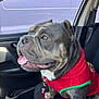 dog, bulldog, pet, car, vehicle, seat, red_sweater, happy, tongue_out, leash, indoor, closeup, side_view, animal, companion, furry, friendly, domestic_animal, cute, portrait