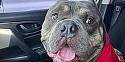 Damon is registered to the contest to win money with this photo: dog, car_interior, red_sweater, pet, happy, smiling, seat, leash, tongue_out, window, door, close_up, canine, animal, companion, domestic, friendly, indoor, vehicle, portrait