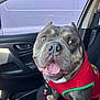 dog, car_interior, red_sweater, pet, happy, smiling, seat, leash, tongue_out, window, door, close_up, canine, animal, companion, domestic, friendly, indoor, vehicle, portrait