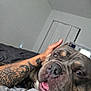 dog, pet, tattoo, hand, bed, indoor, closeup, canine, happy, mouth, fur, snout, comfort, rest, relaxed, portrait, animal, domestic, room, human