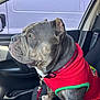 dog, brindle_coat, red_sweater, car_interior, leash, seat, window, side_view, pet, canine, collar, resting, indoors, vehicle, portrait, looking_away, seatbelt, front_seat, animal, companion
