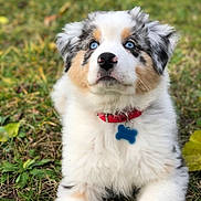 Olaf a rejoint le concours — aidez-le/la à gagner de superbes lots ! australian_shepherd, carnivoran, companion_dog, dog, dog_breed, dog_breed_group, dog_like_mammal, english_shepherd, miniature_australian_shepherd, puppy, snout, welsh_sheepdog