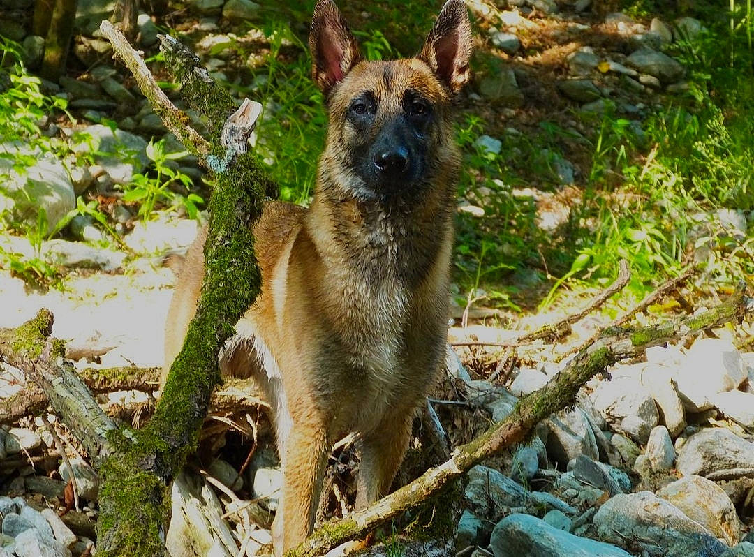 Wood a rejoint le concours — aidez-le/la à gagner de superbes lots ! canidae, carnivore, dog, dog_breed, german_shepherd_dog, grass, kangaroo, marsupial, old_german_shepherd_dog, plant, tail, terrestrial_animal, tree, trunk, wallaby, wildlife, working_dog