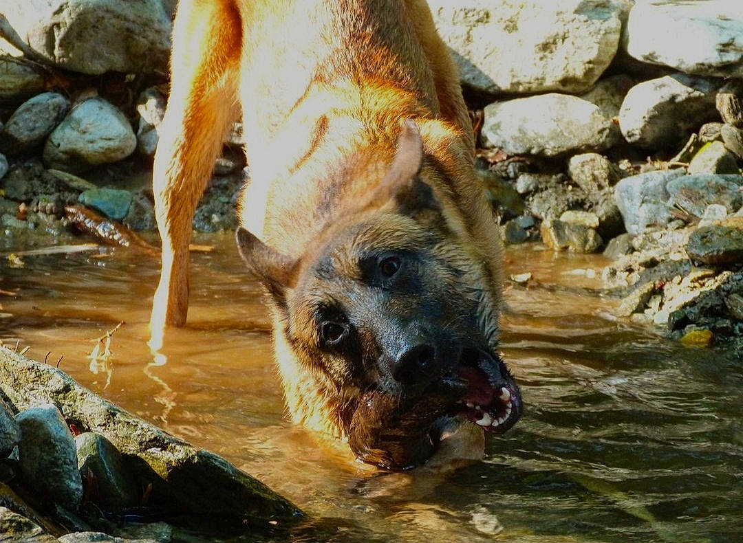 Wood a rejoint le concours — aidez-le/la à gagner de superbes lots ! boar, domestic_pig, fawn, fur, livestock, rock, safari, soil, stream, suidae, terrestrial_animal, water, wildlife, wood