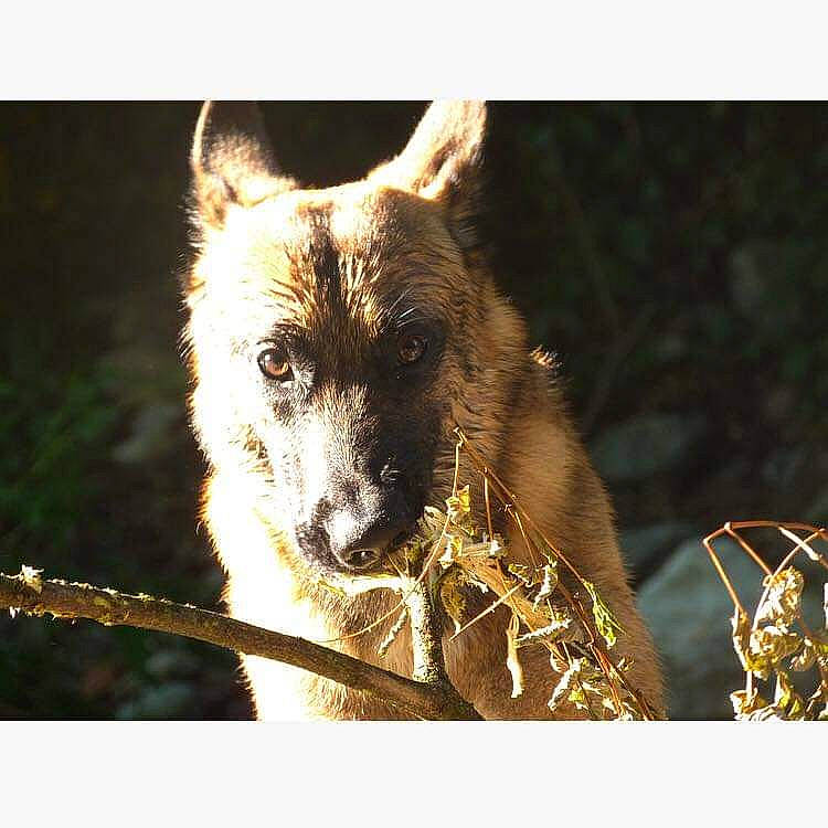 Wood a rejoint le concours — aidez-le/la à gagner de superbes lots ! art, canidae, canis, carnivore, dog, dog_breed, eye, fawn, fur, head, jaw, midnight, snout, sporting_group, tail, terrestrial_animal, twig, whiskers, wildlife, wolf